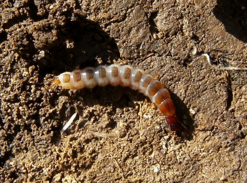 Larva di Carabidae